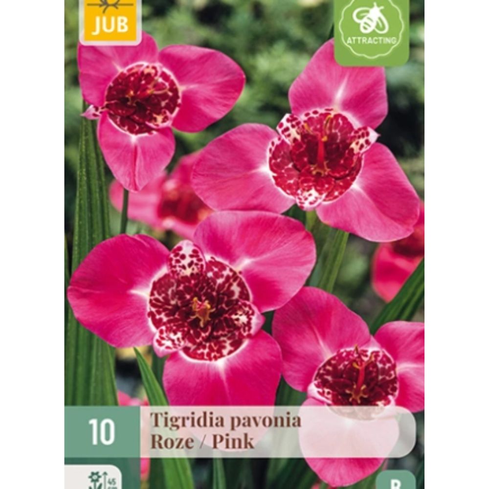 Tigerblomst i potte med rosa kronblad og dekorativt midtparti.