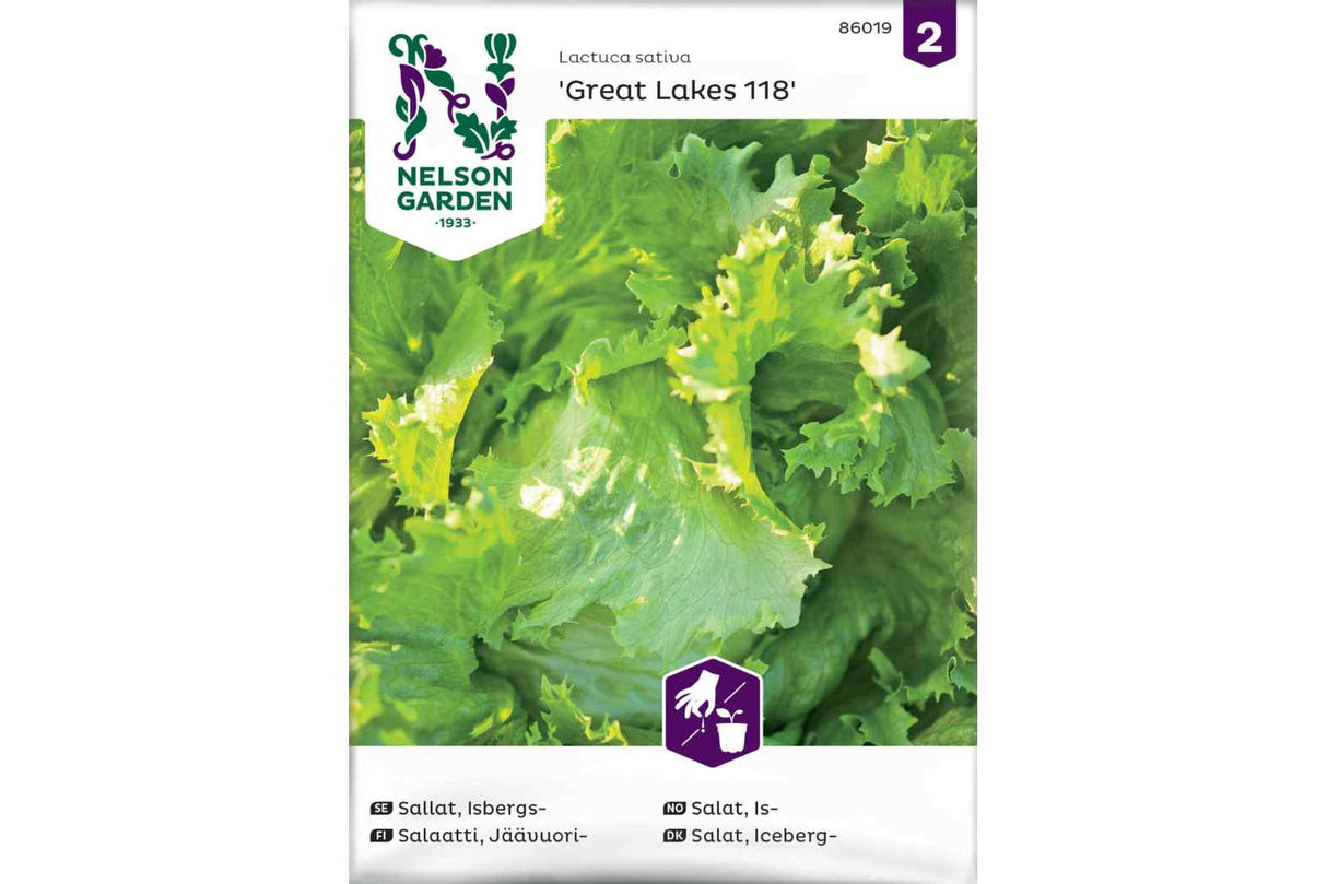 Tidlig isbergsalat med sprø, lysegrønne blader til dyrking