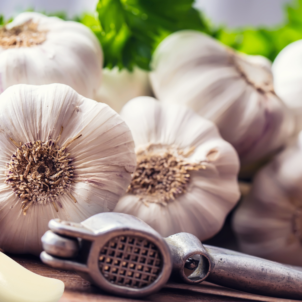 Setteløk Hvitløk ‘Germidour’ – Økologisk og mild sort med god lagringsevne