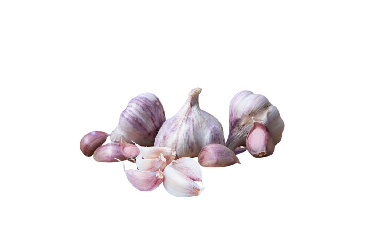 Setteløk Hvitløk ‘Germidour’ – Økologisk og mild sort med god lagringsevne