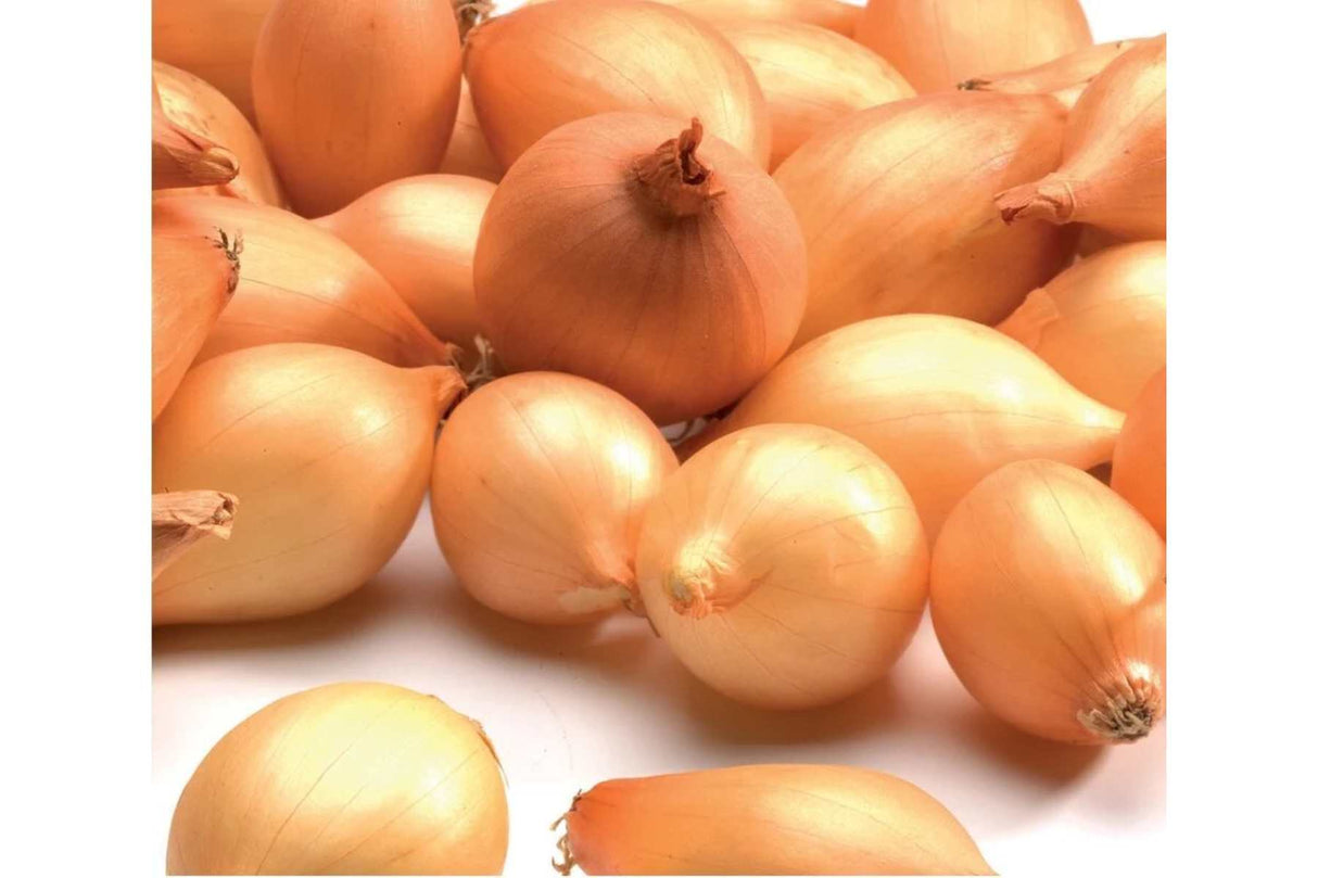 Setteløk ‘Stuttgarter Riesen’ 21/24 – Tradisjonell og lagringsdyktig løk