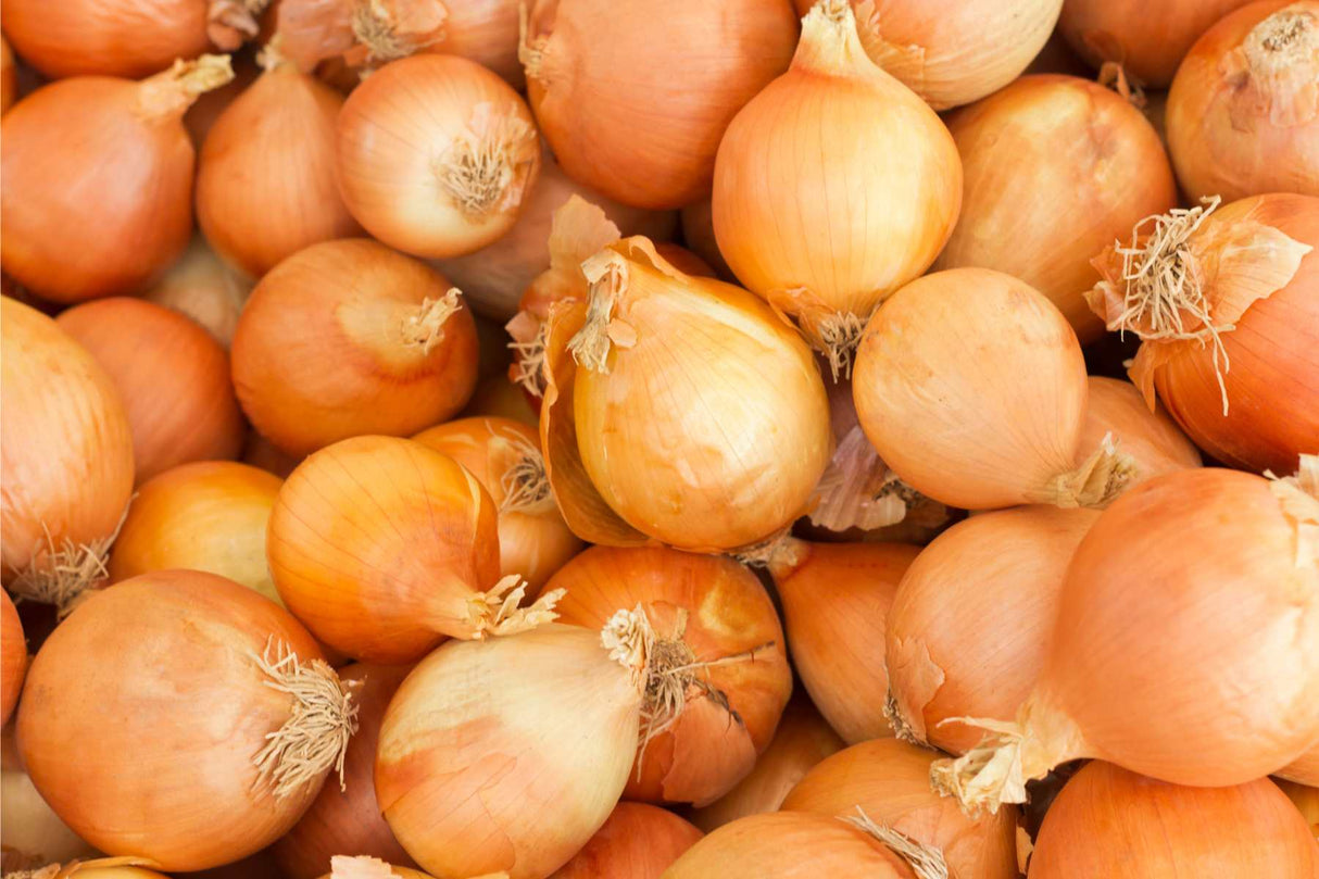 Setteløk ‘Stuttgarter Riesen’ 21/24 – Varmebehandlet for en robust avling