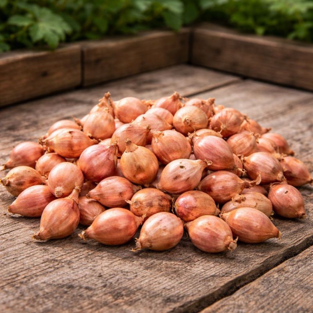 Setteløk ‘Rosanna’ 250 g – Varmebehandlet rosa løk med mild smak og høy avling