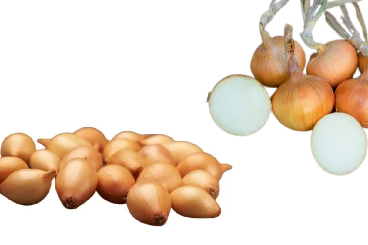 Setteløk ‘Sturon’ – Robust og Lagringsdyktig Kepaløk