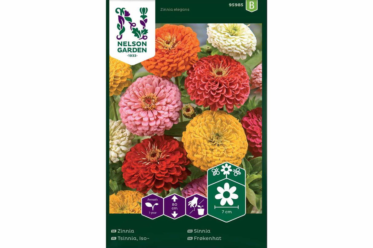 Sinnia 'Høy, Blandede Farger' – Fargesterk og Elegant Snittblomst