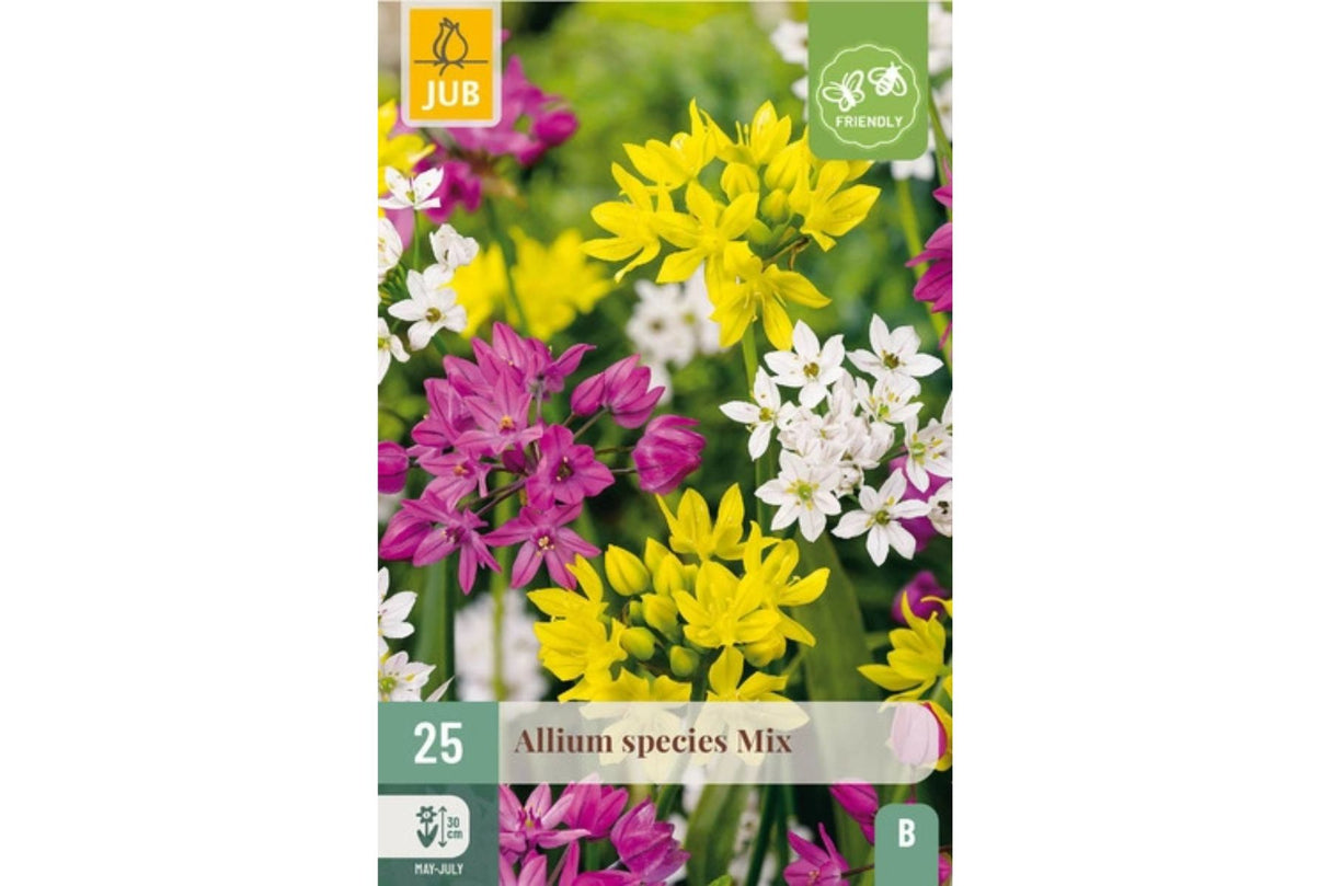 Småblomstret prydløk i fargemiks med tette blomsterkuler