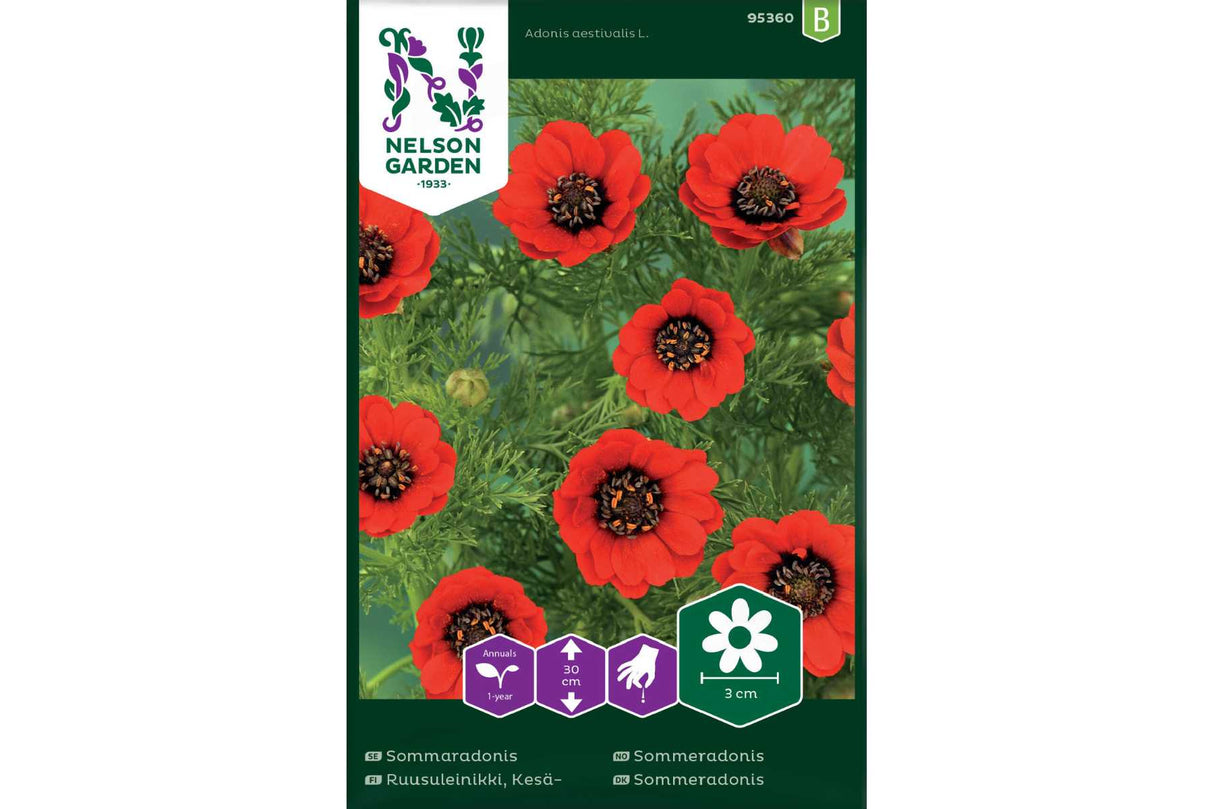 Sommeradonis – Lettstelt og Dekorativ Ettårig Blomst