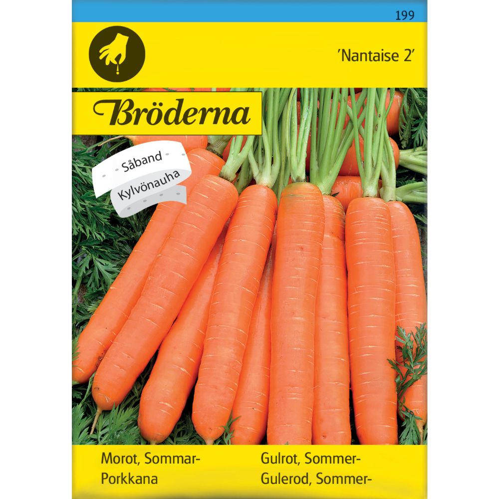 Sommergulrot Nantaise 2 med jevne oransje røtter i kjøkkenhage