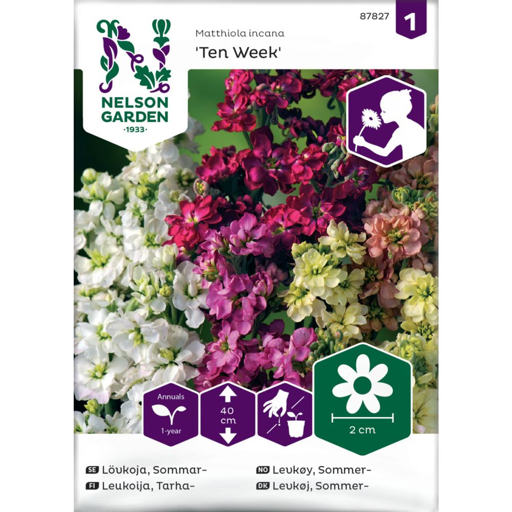 Levkøy brukt som snittblomst i bukett