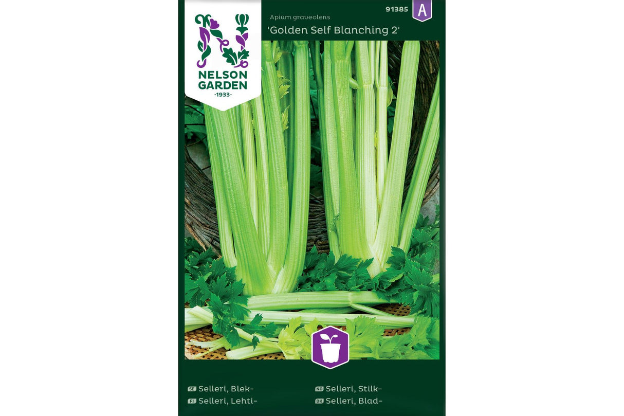 Stilkselleri 'Golden Self Blanching 2' – Mild og aromatisk selleri for salater og matretter
