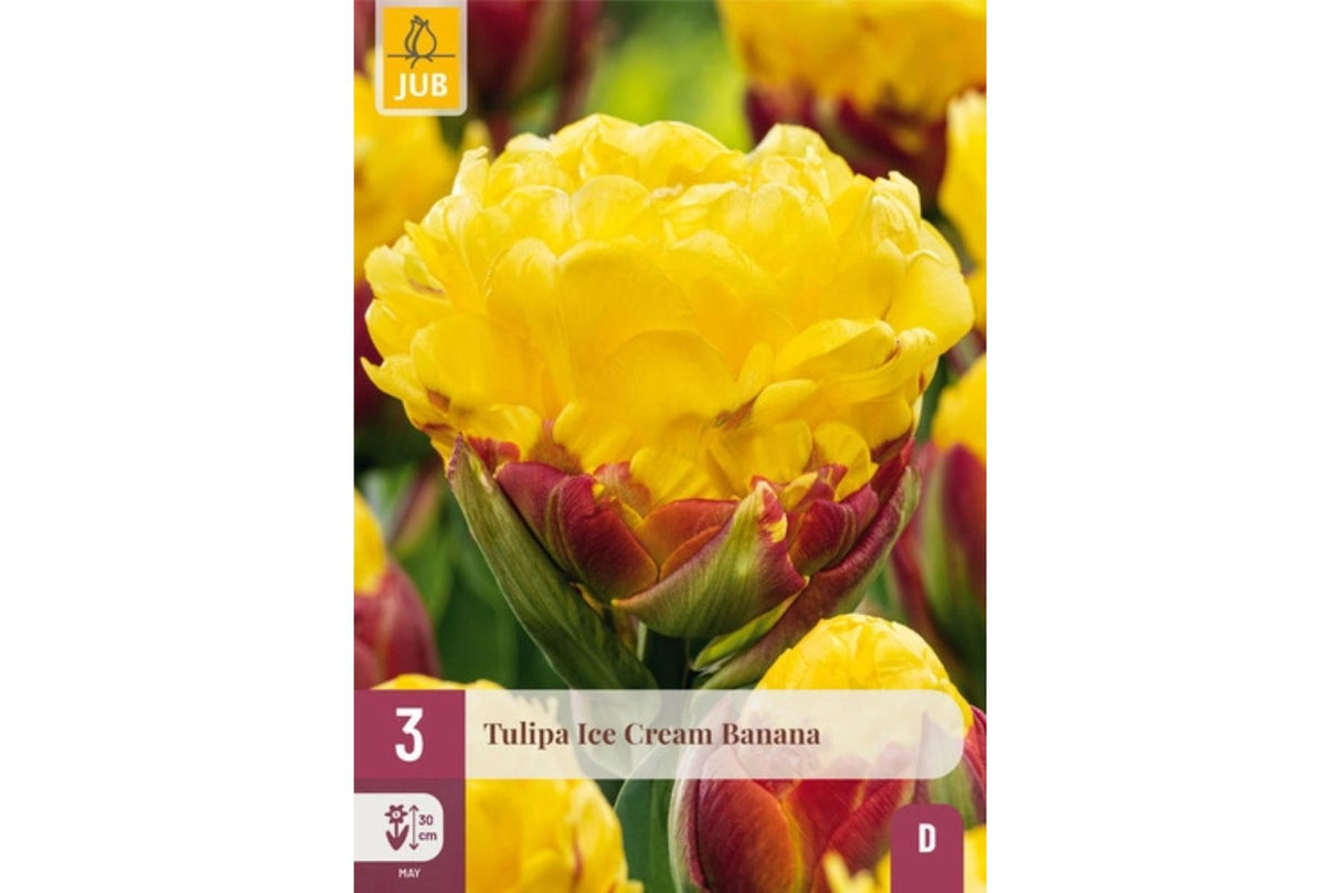 Eksklusiv tulipan ‘Ice Cream Banana’ – Dobbel sen tulipan i banangult og bringebærrosa (3 løk)