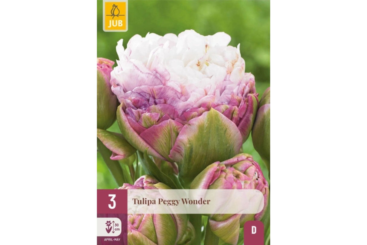 Eksklusiv tulipan ‘Peggy Wonder’ – Dobbel sen tulipan i hvitt og rosenlilla (3 løk)