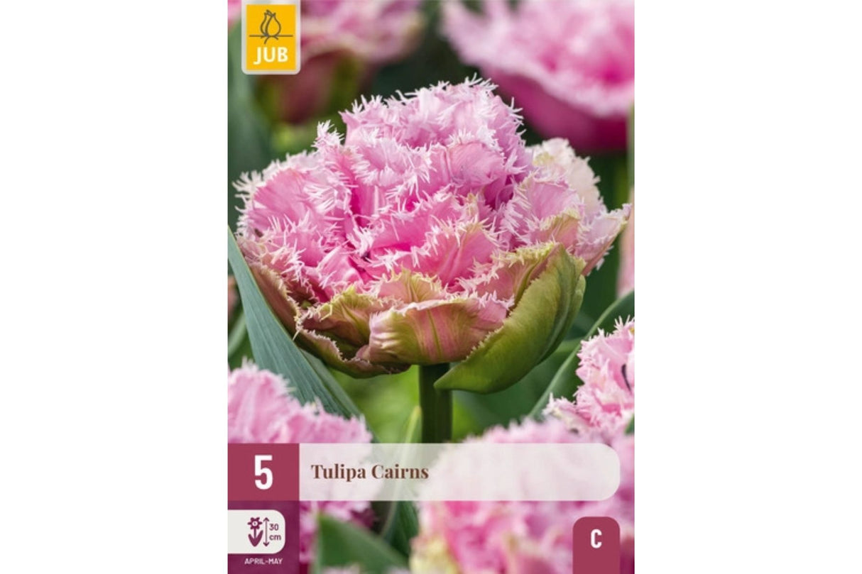 Eksklusiv tulipan ‘Cairns’ – Dobbel frynset tulipan i lilla-rosa med hvit kant (5 blomsterløk)