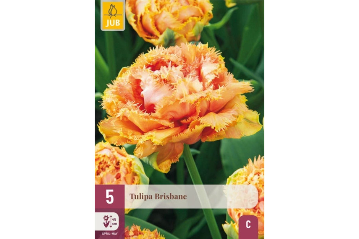 Eksklusiv tulipan ‘Brisbane’ – Dobbel frynset vårblomst i korallrosa og gult (5 blomsterløk)