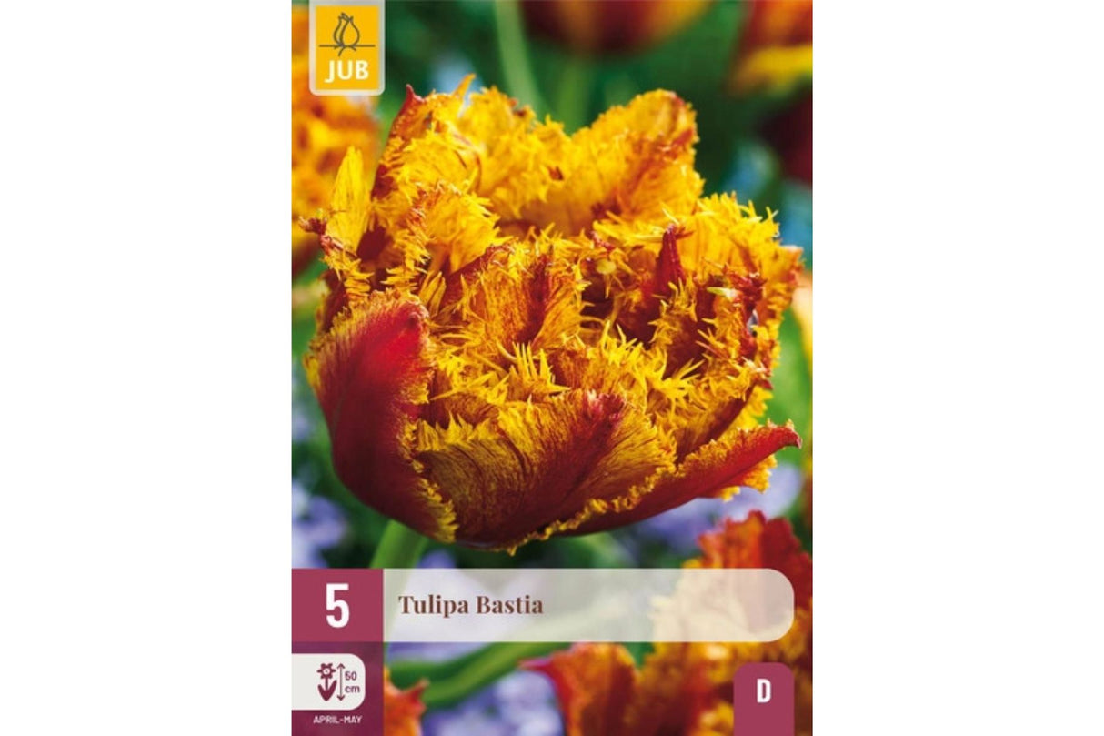 Eksklusiv Tulipan ‘Bastia’ – Rød og gull dobbel frynsetulipan (5 blomsterløk)