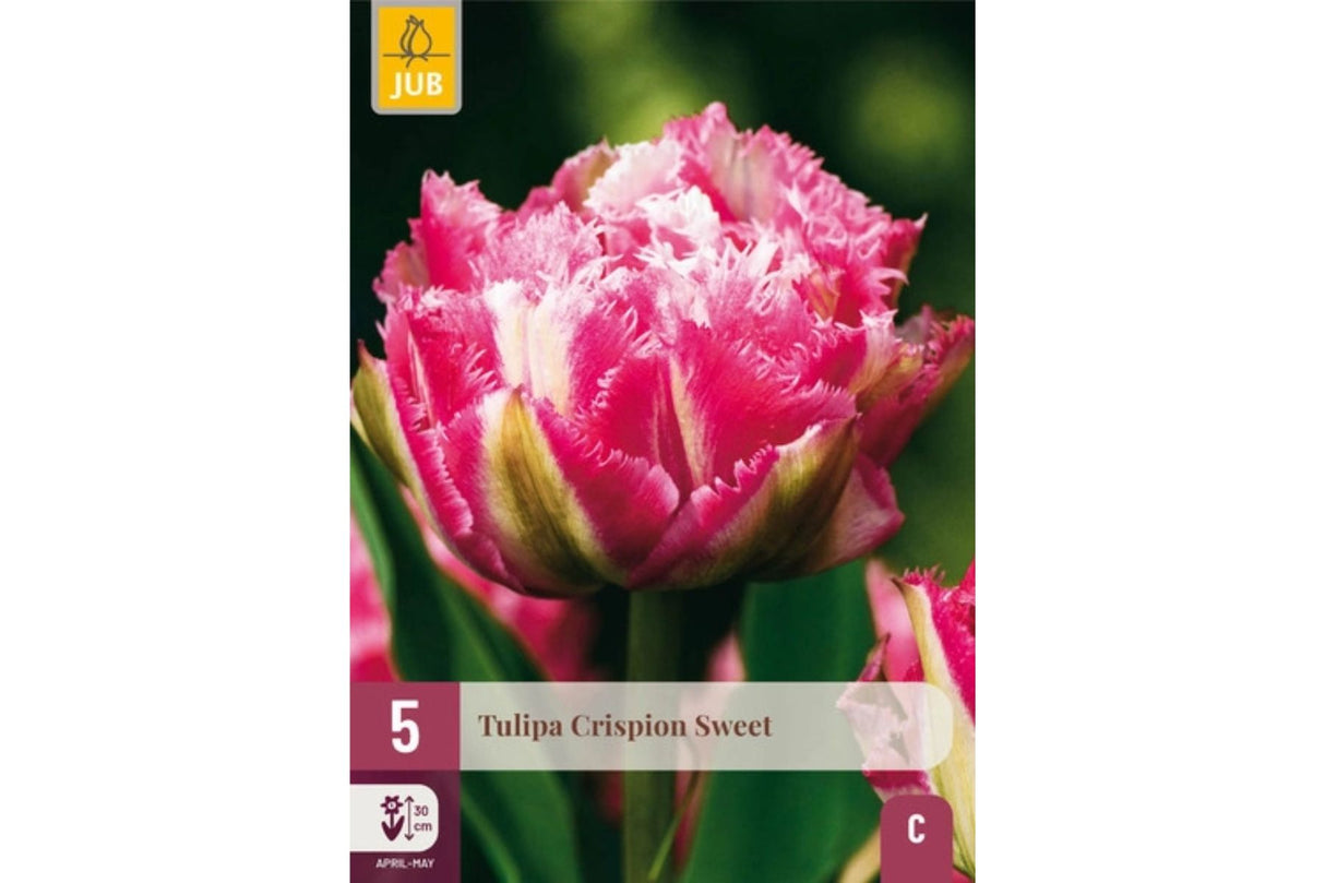 Eksklusiv tulipan ‘Crispion Sweet’ – Frynset vårblomst i hvitt og rosa (5 blomsterløk)(Kopi)