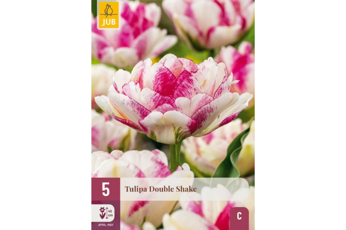 Eksklusiv tulipan ‘Double Shake’ – Dobbel sen tulipan i krem, bringebær og rosa (5 blomsterløk)Kopi)