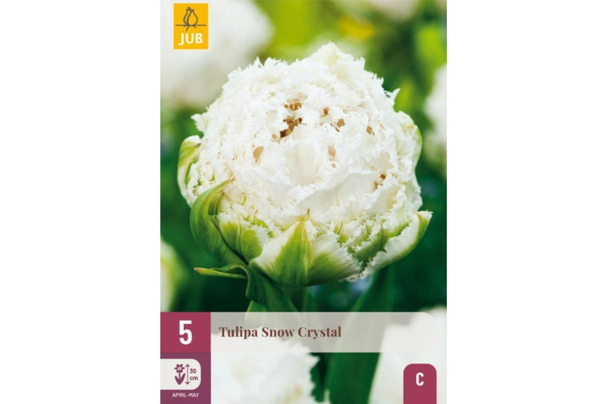 Eksklusiv tulipan ‘Snow Crystal’ – Elegant hvit frynsetulipan med grønne sjatteringer (5 løk)