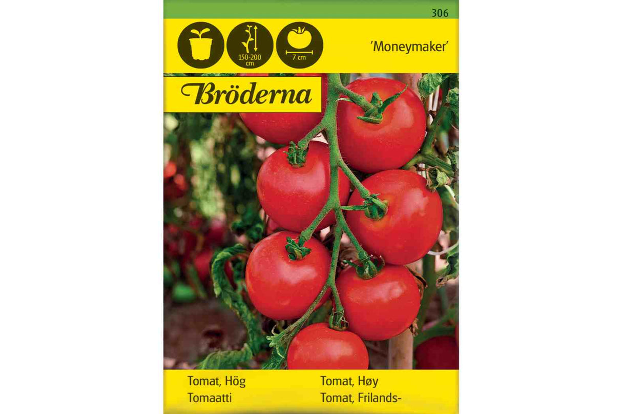 Frilandstomatplante med jevne røde tomater, dyrket for stabil avling