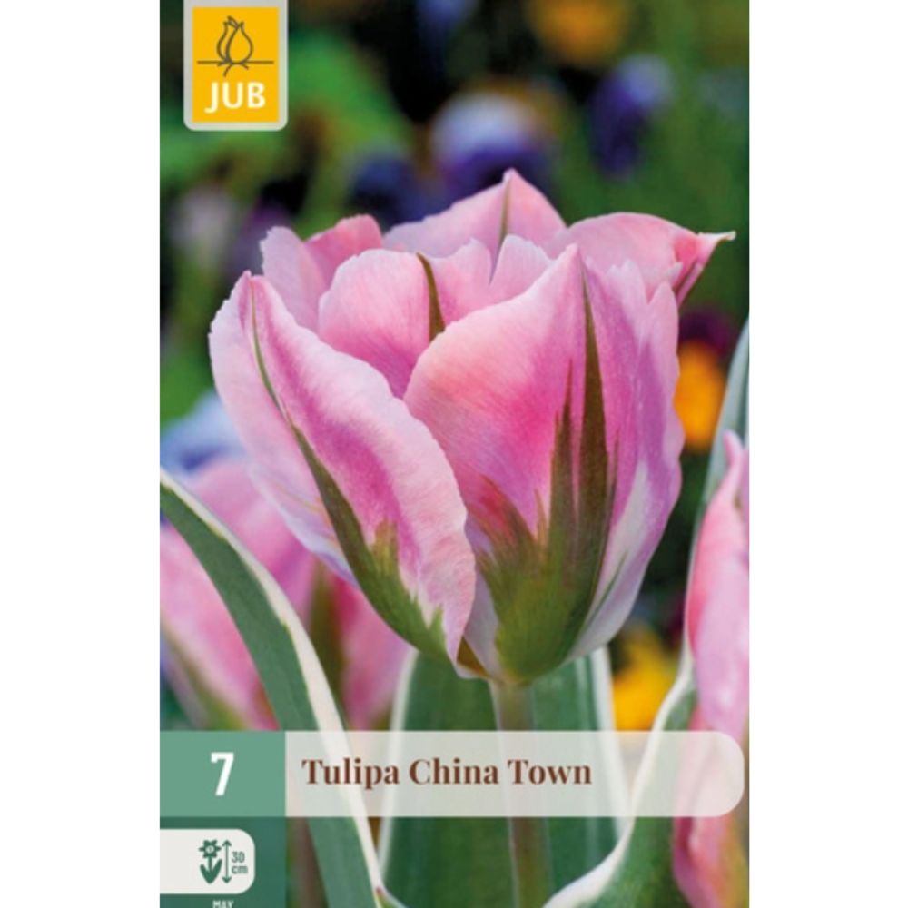 Viridiflora-tulipan ‘China Town’ med rosa, grønne og kremhvite blomster