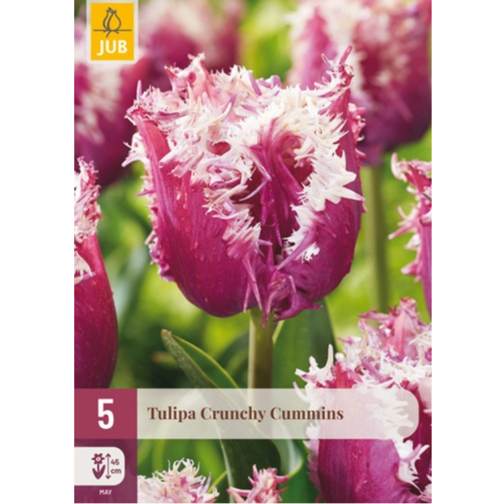 Frynset tulipan ‘Crunchy Cummins’ med lavendellilla blomster og hvite kanter