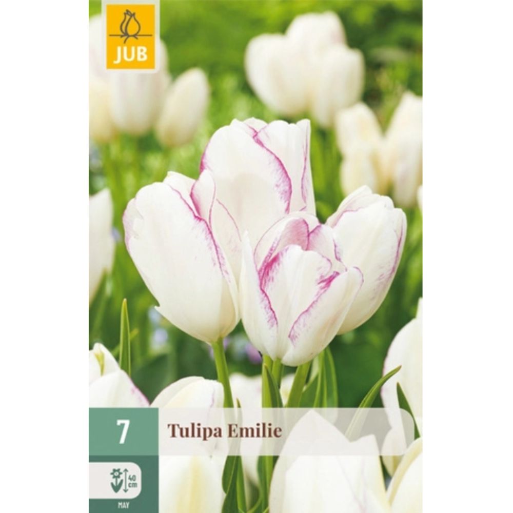 Flerblomstret tulipan ‘Emilie’ med hvite blomster og delikate lilla kanter