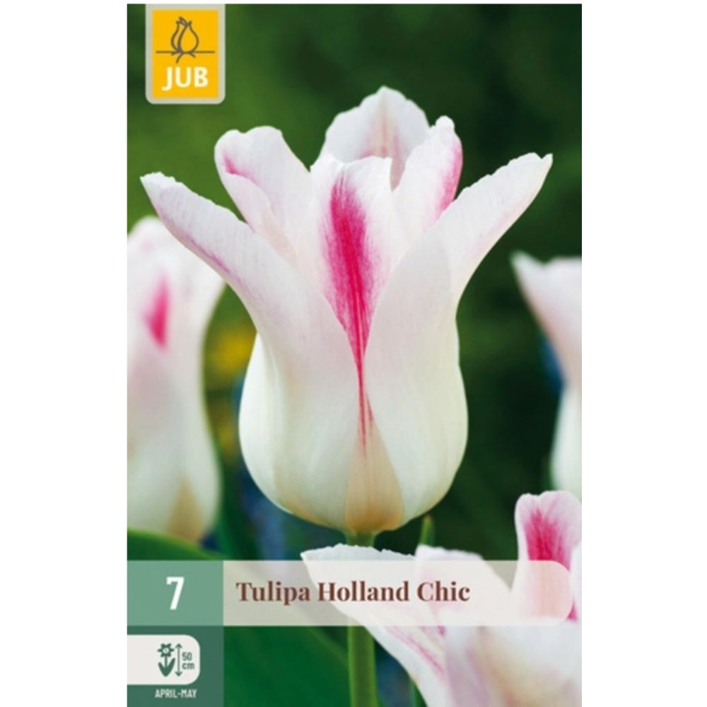 Liljeblomstrende tulipan ‘Holland Chic’ med kremhvite og rosa kronblader