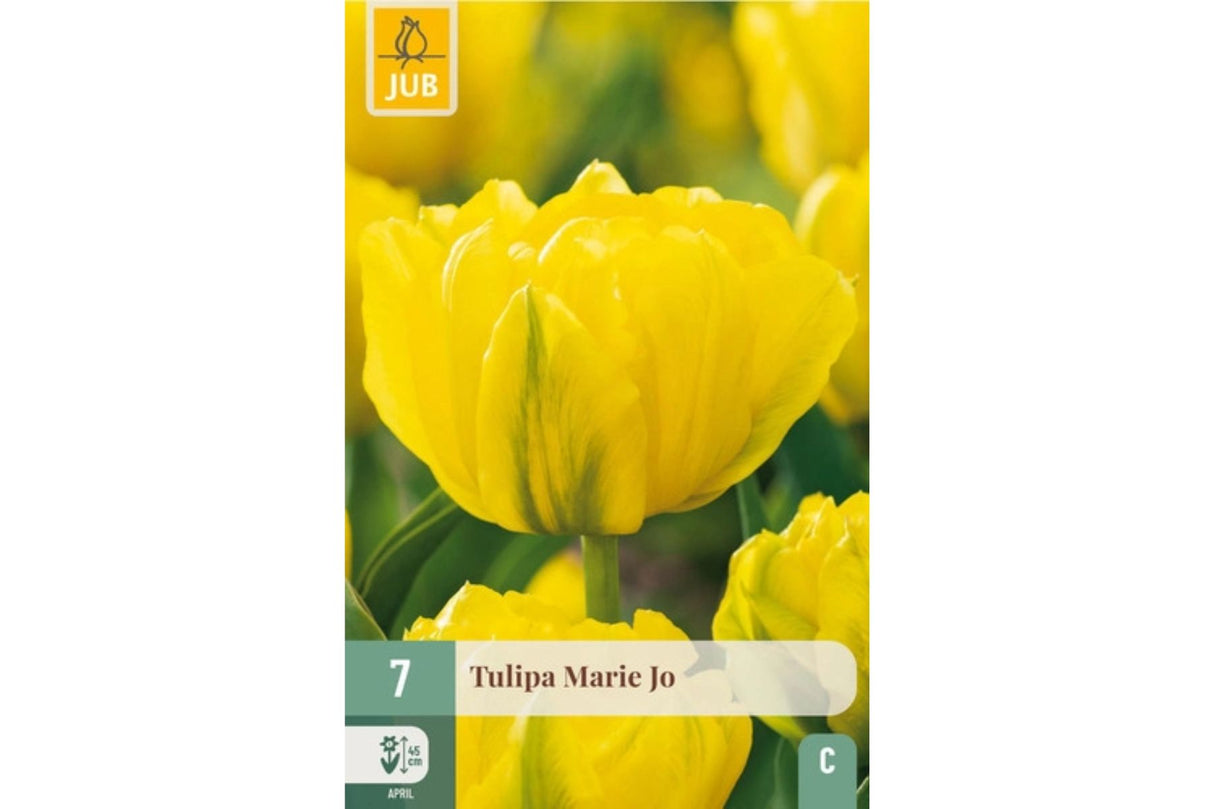 Tulipan ‘Marie Jo’ – Dobbel tidlig tulipan i strålende solgult (7 løk)