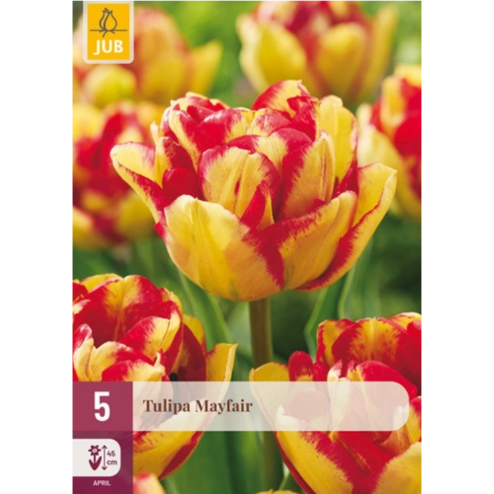 Dobbel tulipan ‘Mayfair’ med tett fylte solgule blomster og røde kanter