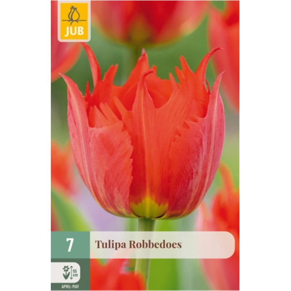 Rød Darwinhybrid-tulipan ‘Robbedoes’ med uregelmessig frynsete kronblader