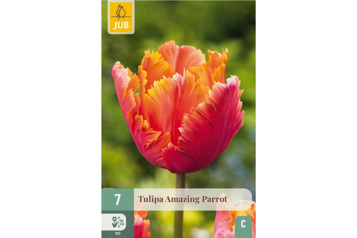 Tulipaner ‘Amazing Parrot’ – Eksplosjon av farge og form (7 blomsterløk)