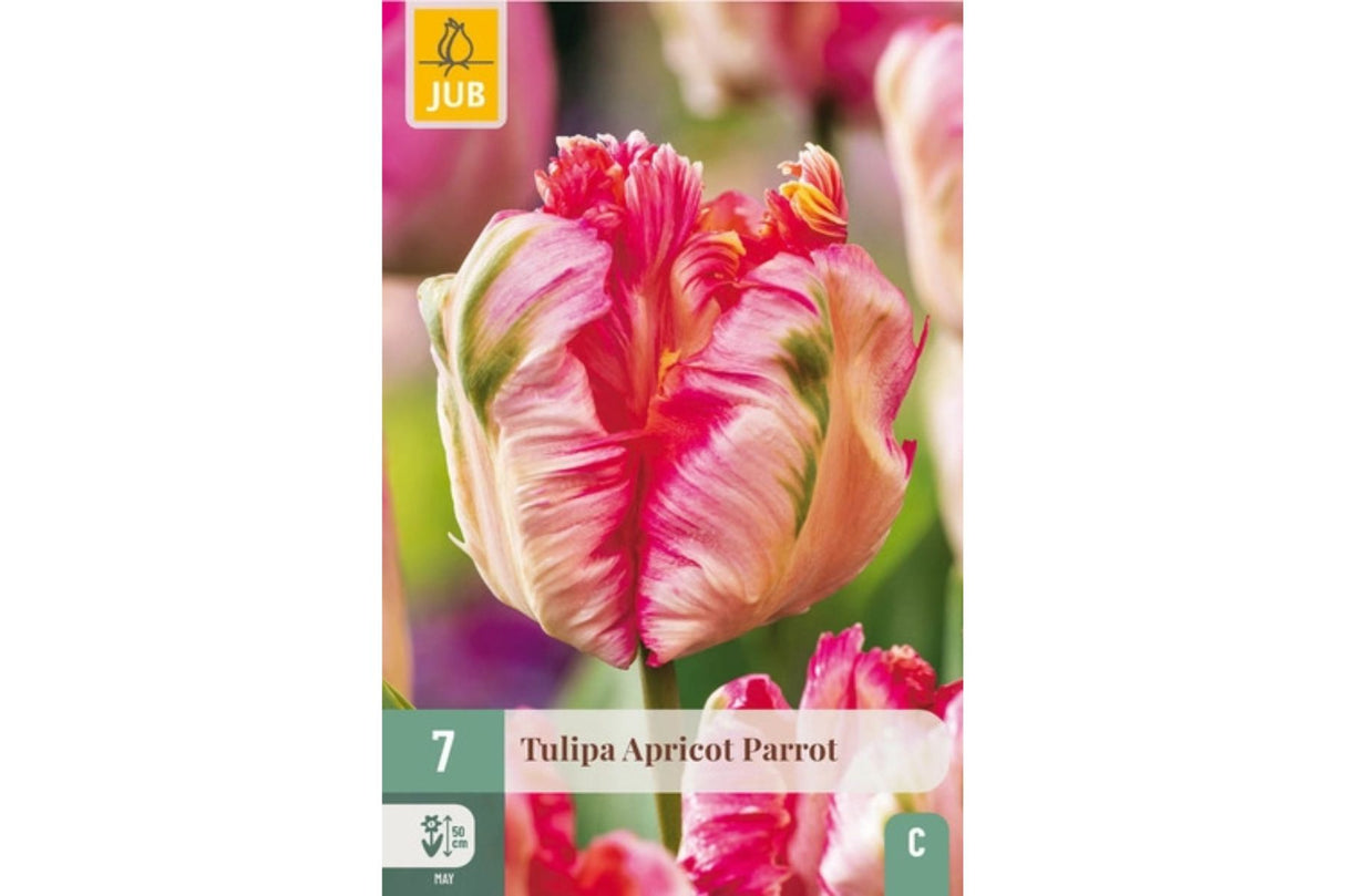 Tulipaner ‘Apricot Parrot’ – Prisvinnende eleganse i aprikos (7 blomsterløk)