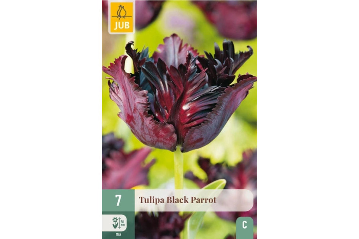 Tulipaner ‘Black Parrot’ – Mystisk eleganse i dyp lilla (7 blomsterløk)