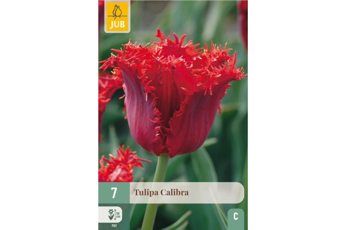 Tulipaner ‘Calibra’ – Rød frynsetulipan med gnist i kanten (7 blomsterløk)