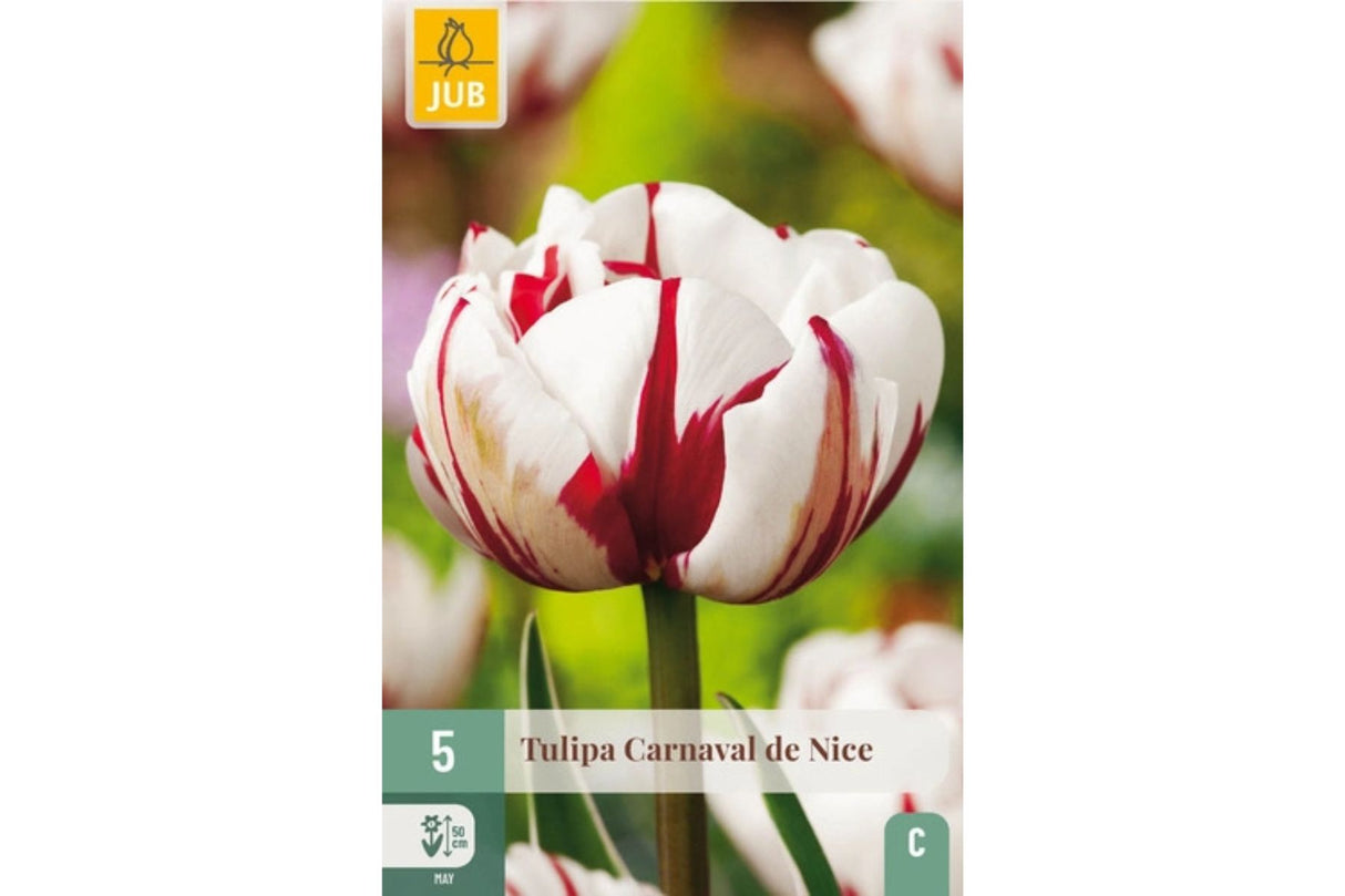 Tulipaner ‘Carnaval De Nice’ – Rød- og hvitstripet prakttulipan (5 blomsterløk)