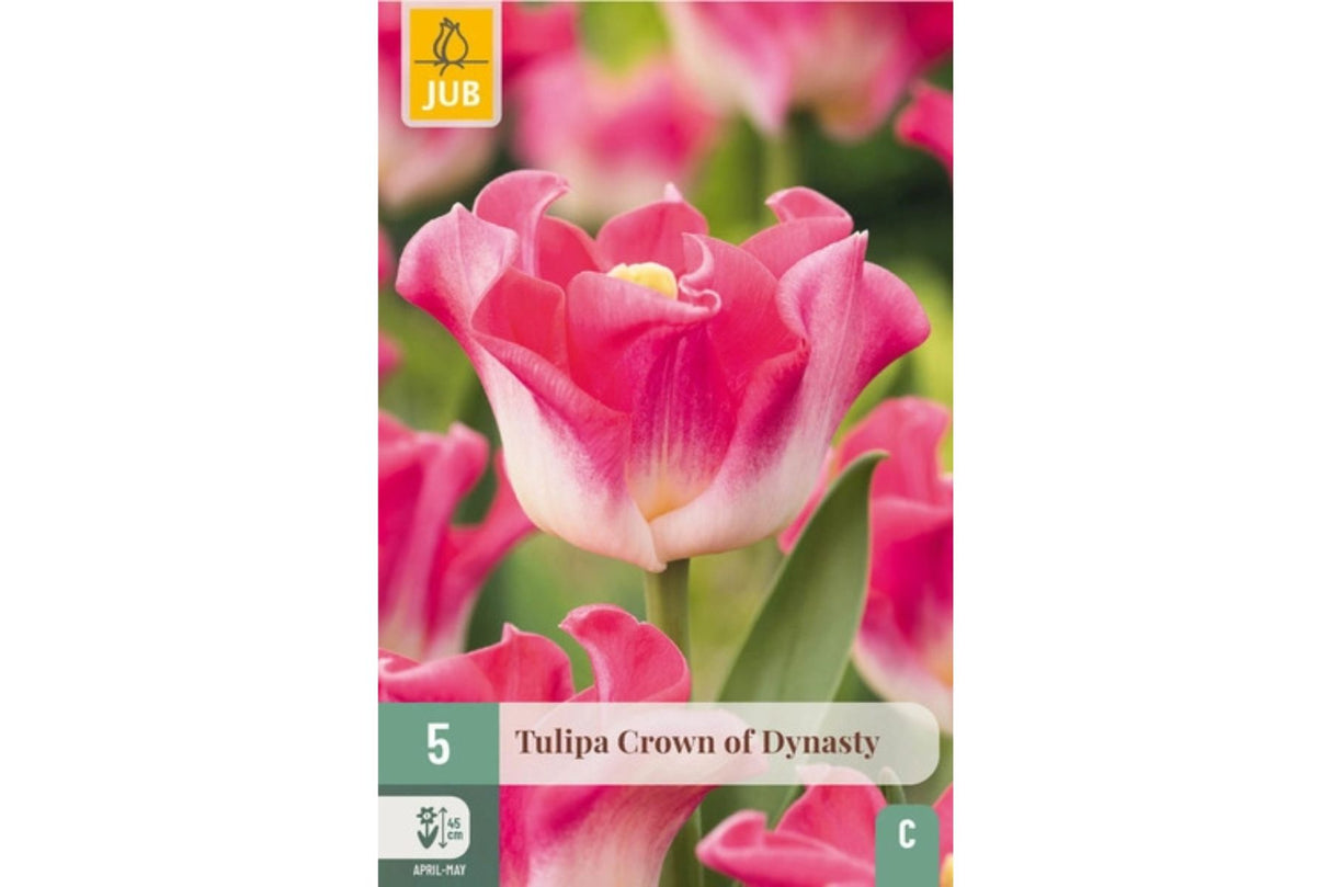 Tulipaner ‘Crown of Dynasty’ – Elegant kronetulipan i rosa og hvitt (5 løk)