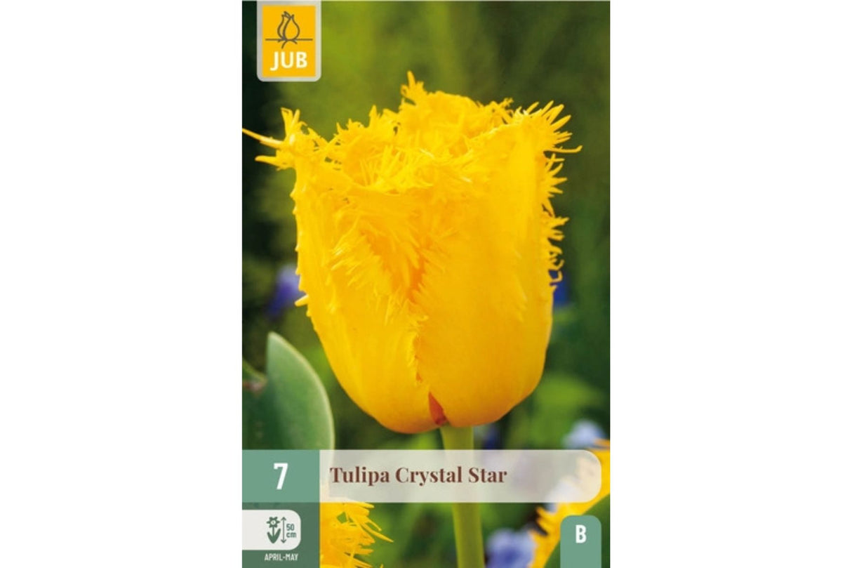 Tulipaner ‘Crystal Star’ – Strålende gul frynsetulipan (7 blomsterløk)