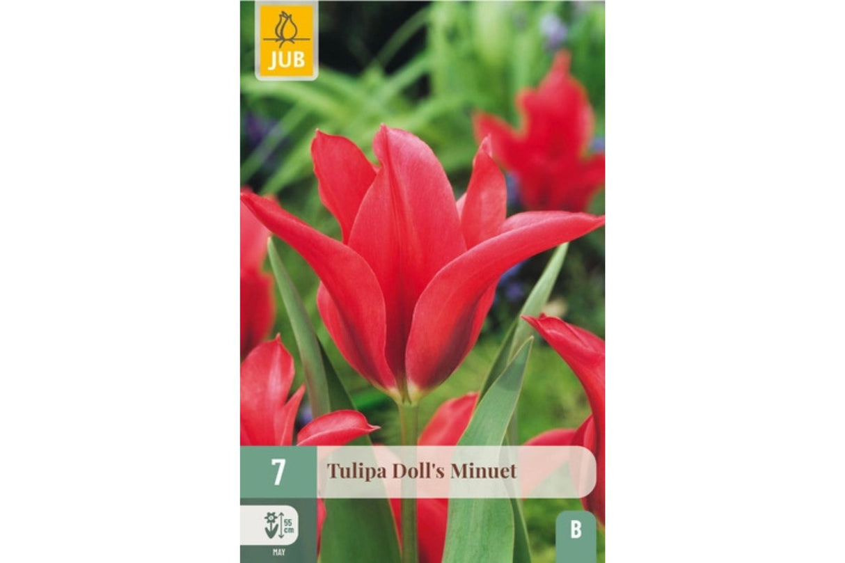 Tulipaner ‘Doll’s Minuet’ – Elegant vårdans i bringebærrødt (7 blomsterløk)