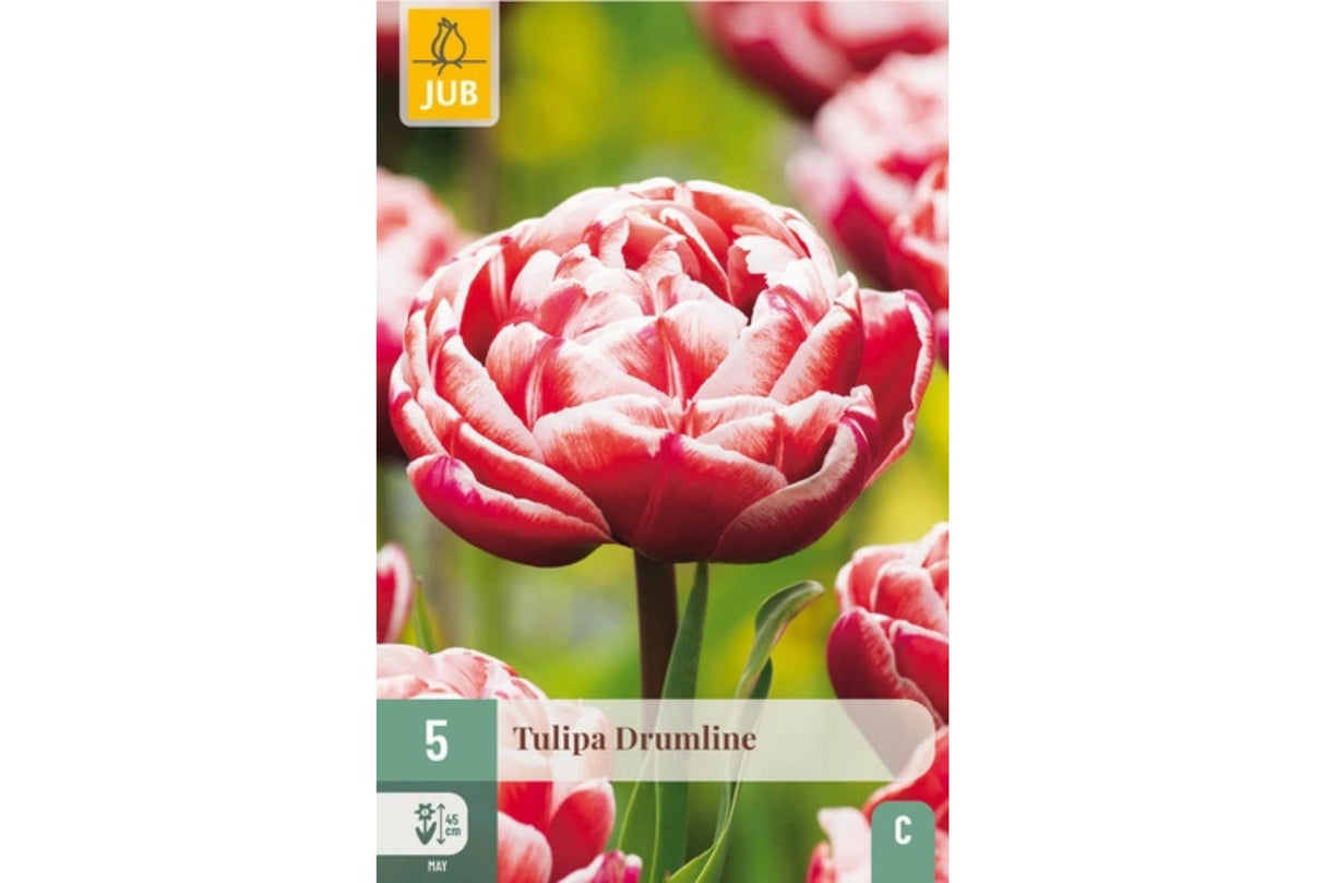 Tulipaner ‘Drumline’ – Dobbelt tulipaneventyr i rødt og hvitt (5 blomsterløk)