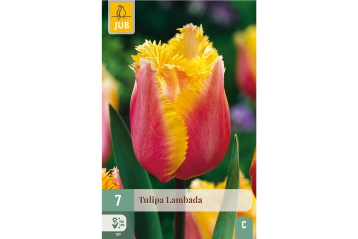 Tulipaner ‘Lambada’ – Lakserosa frynsetulipan med gyllen kant (7 blomsterløk)