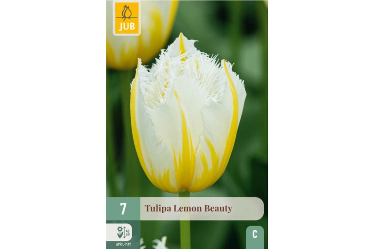 Tulipaner ‘Lemon Beauty’ – Elegant frynsetulipan i kremhvitt og sitrongult (7 blomsterløk)