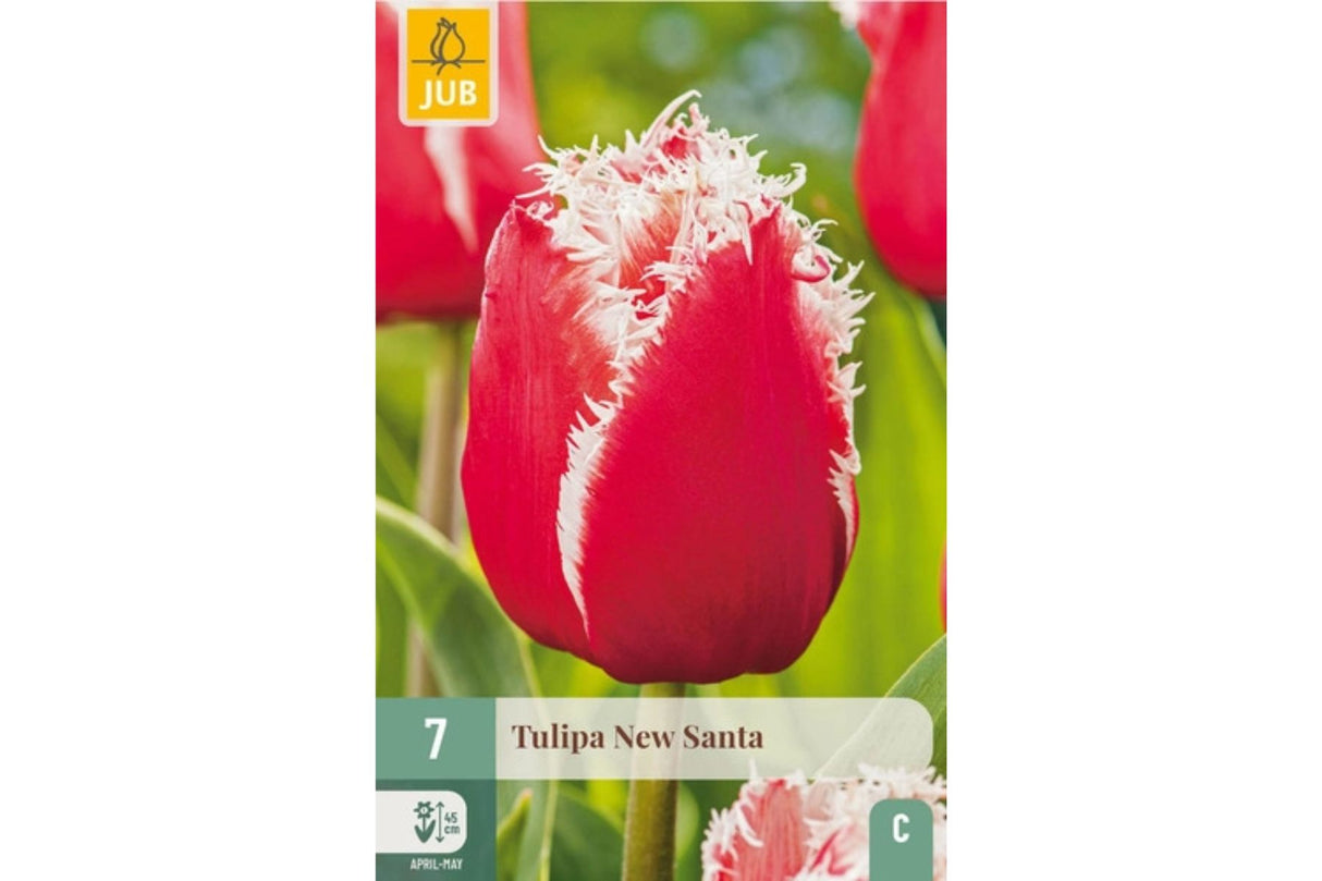 Tulipaner ‘New Santa’ – Rød og hvit frynsetulipan med kraftige stilker (7 blomsterløk)