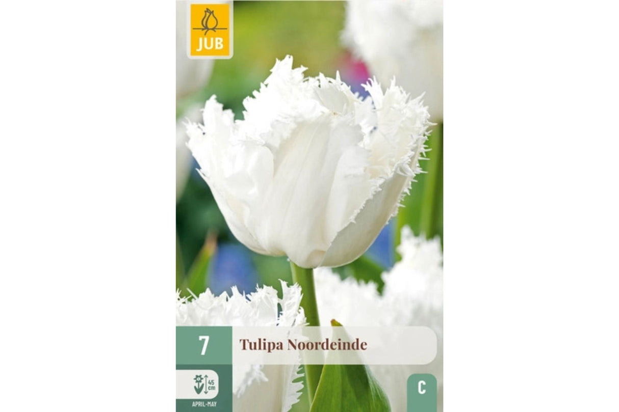 Tulipaner ‘Noordeinde’ – Snøhvit frynsetulipan med eleganse (7 blomsterløk)