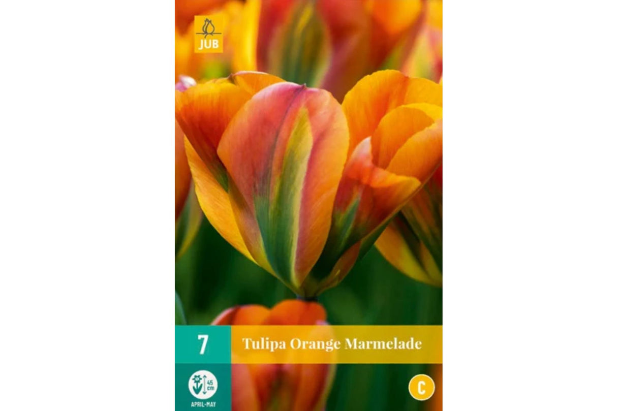Tulipaner ‘Orange Marmelade’ – Fruktig fargefest med grønt preg (7 blomsterløk)