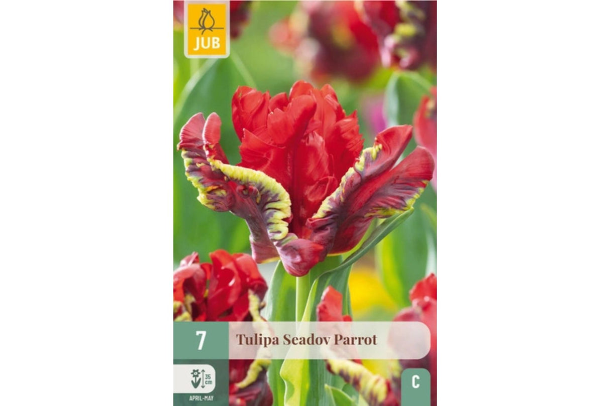 Tulipaner ‘Seadov Parrot’ – Eksotisk uttrykk i dyp rødt og grønt (7 blomsterløk)