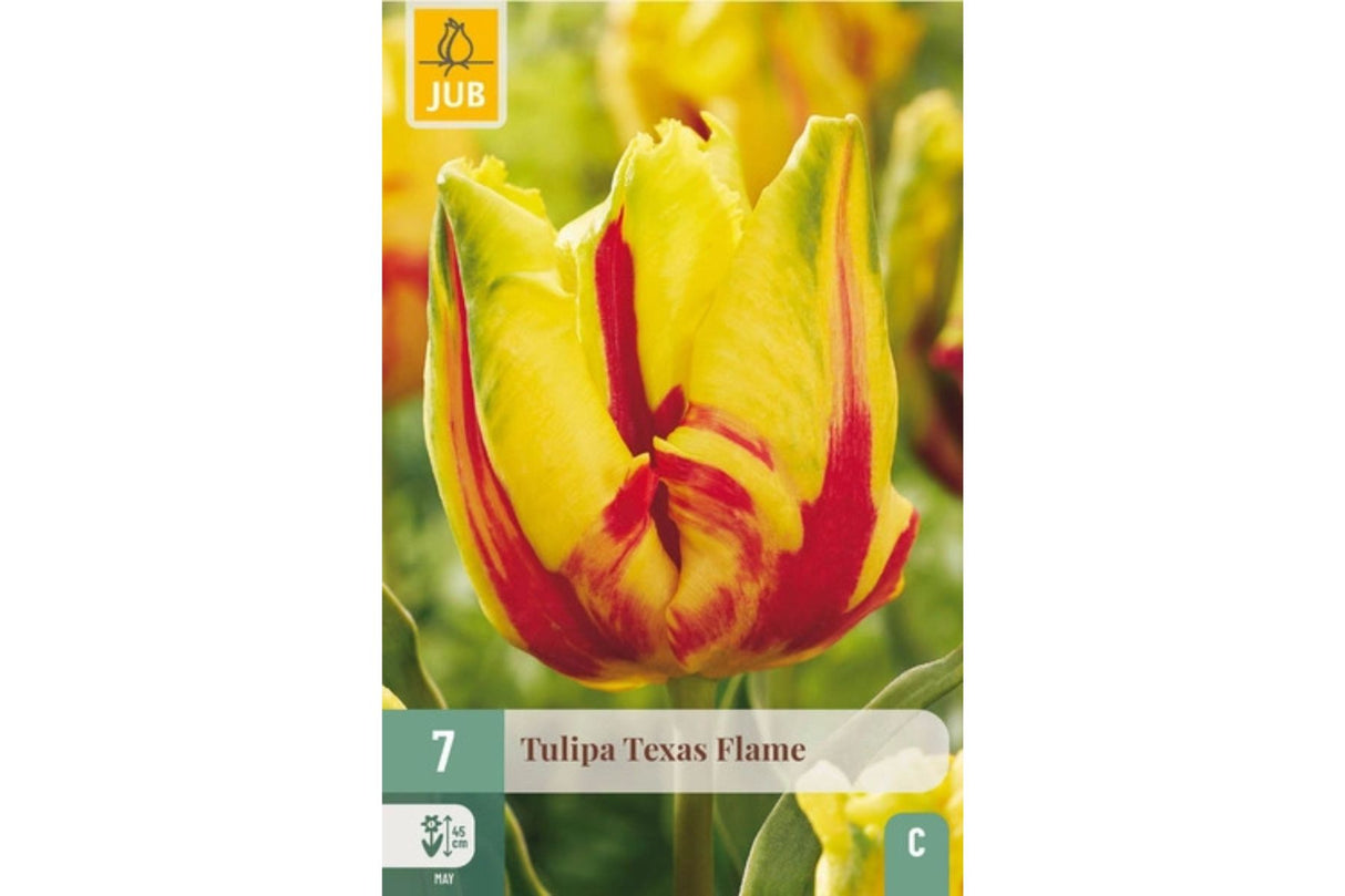 Tulipaner ‘Texas Flame’ – Flammende papegøyetulipan med store blomster (7 blomsterløk)