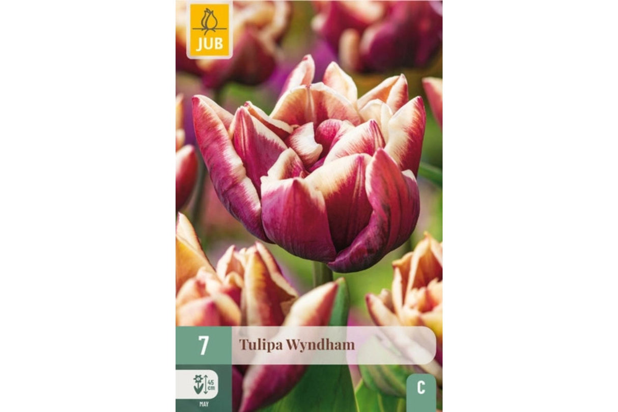 Tulipaner ‘Wyndham’ – Duftende prakt fra en svunnen tid (7 blomsterløk)