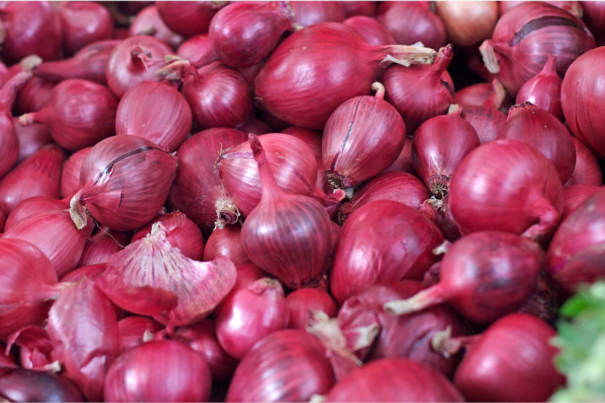 Setteløk Rødløk ‘Red Comred’ 21/24 – Varmebehandlet for sikrere avling