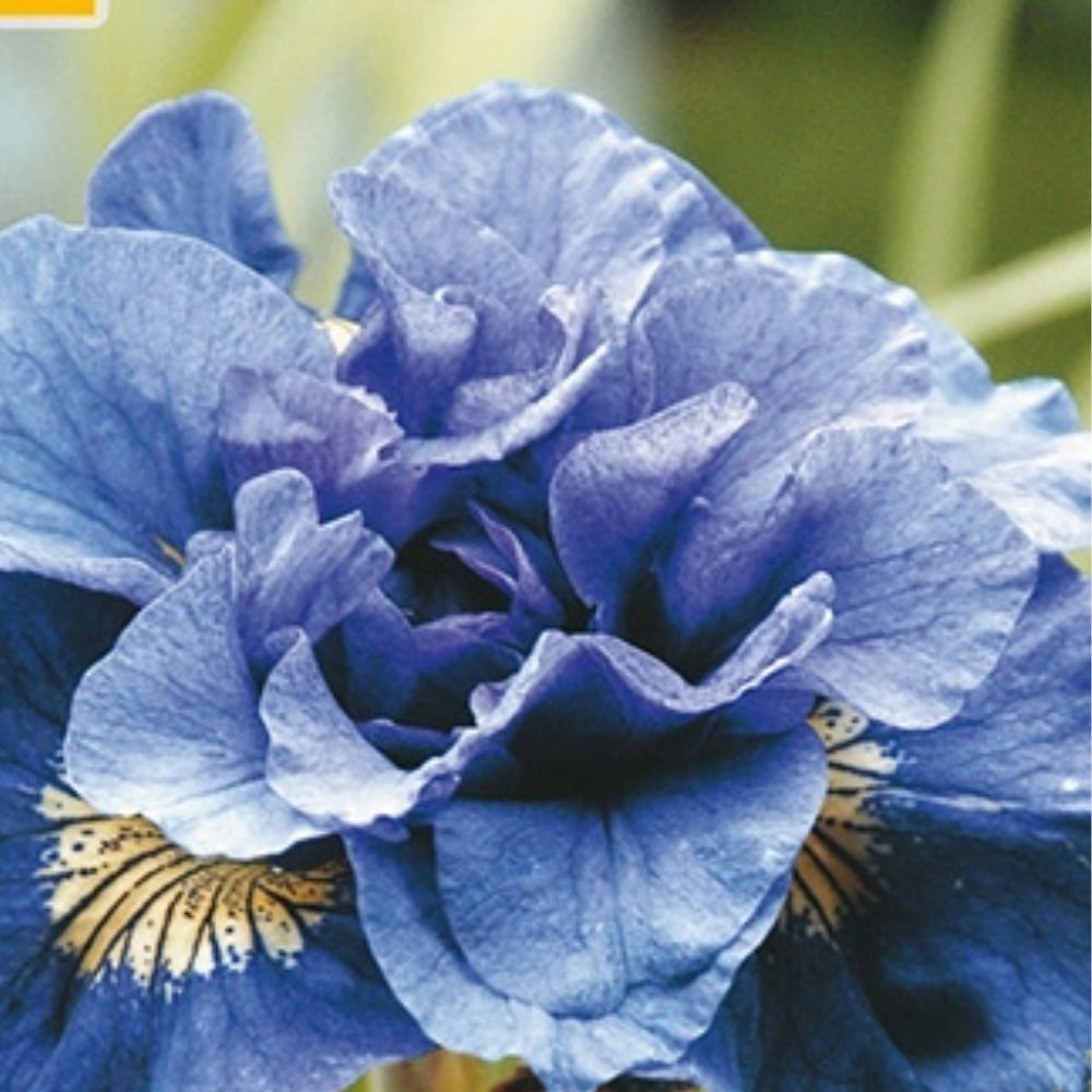 Blå sibiriris i frodig staudebed