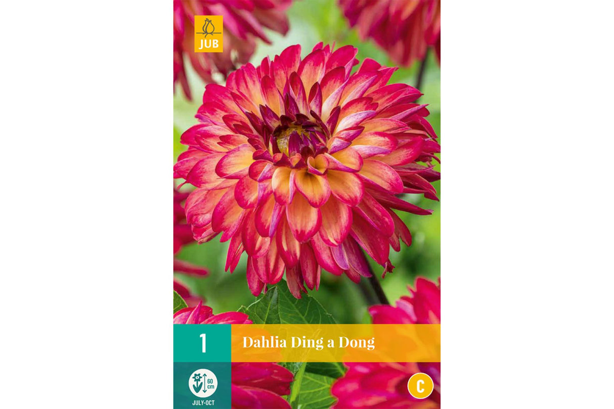 Georgine med røde blomster, hvite spisser og tydelig kontrast.